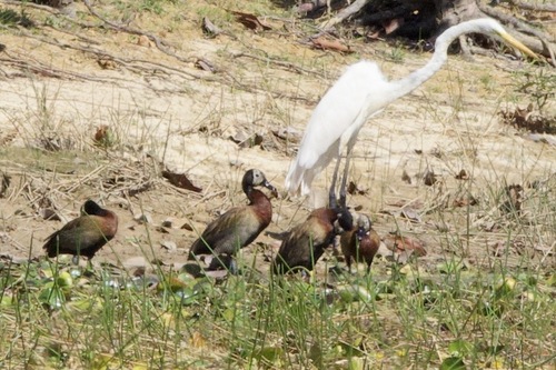 iNaturalist image