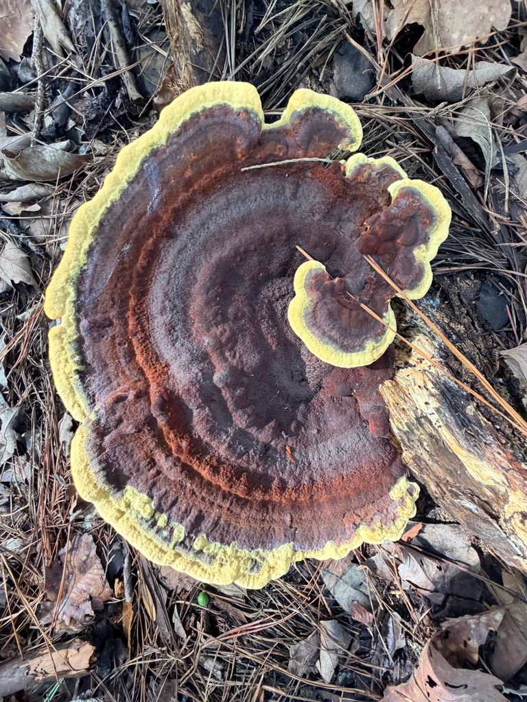 Phaeolus tabulaeformis · July 2026 · photo: Photo: (c) Melissa Meadows, some rights reserved (CC BY) · iNaturalist