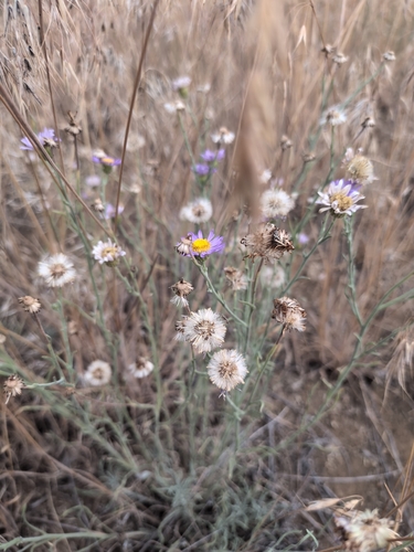 Erigeron filifolius, 2026-07-21