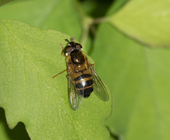 Epistrophe eligans