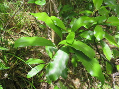 Hedycarya arborea