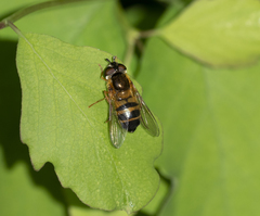 Epistrophe eligans