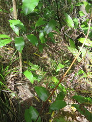 Hedycarya arborea