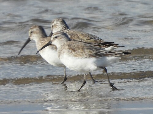 iNaturalist image