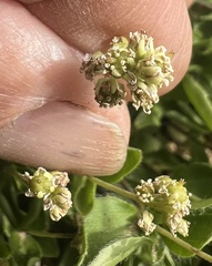 Whipplea modesta, photograph (c) Steve Matson, some rights reserved (CC BY)