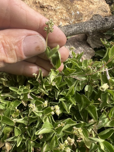 Whipplea modesta, photograph 6