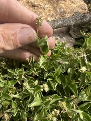Whipplea modesta, photograph (c) Steve Matson, some rights reserved (CC BY)