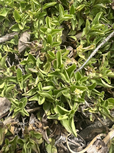 Whipplea modesta, photograph 4