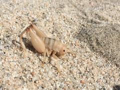 Macrobaenetes valgum