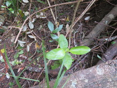 Coprosma macrocarpa minor