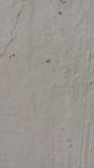 Formicidae