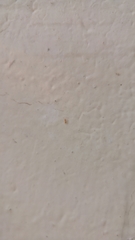 Formicidae
