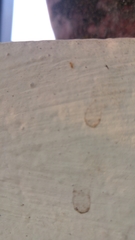 Formicidae