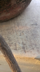 Formicidae