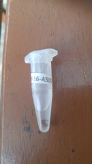 Formicidae