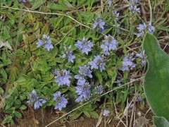Veronica orsiniana