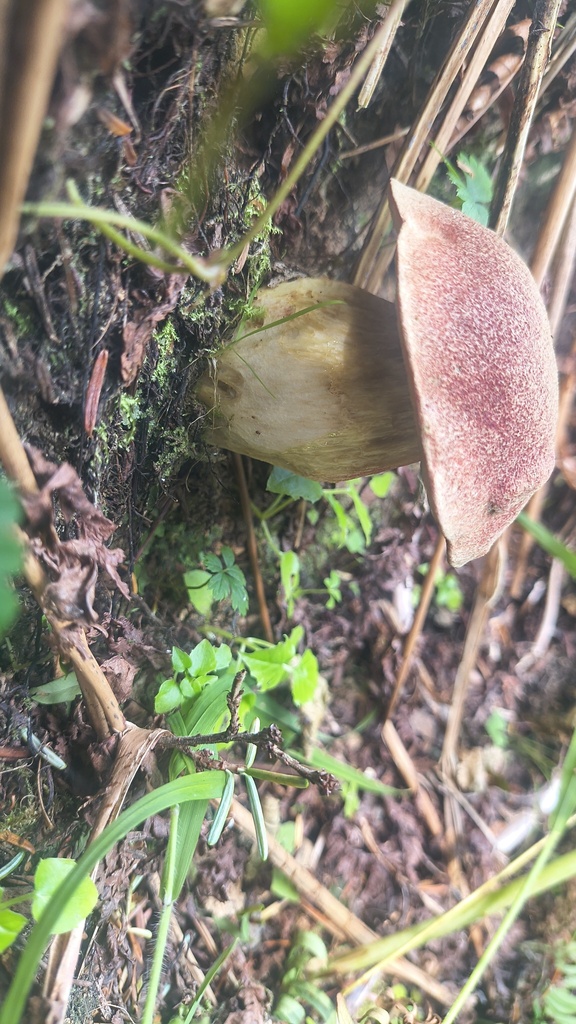 Smith's Bolete · July 2026 · photo: Photo: no rights reserved · iNaturalist