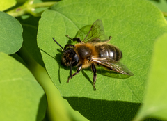 Andrena