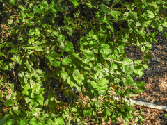 Malacothamnus fasciculatus