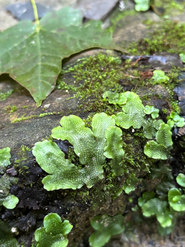 iNaturalist observation photo of Snakewort