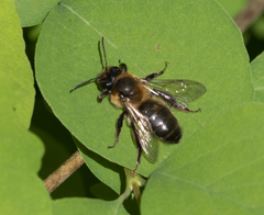 Andrena