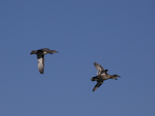 iNaturalist image