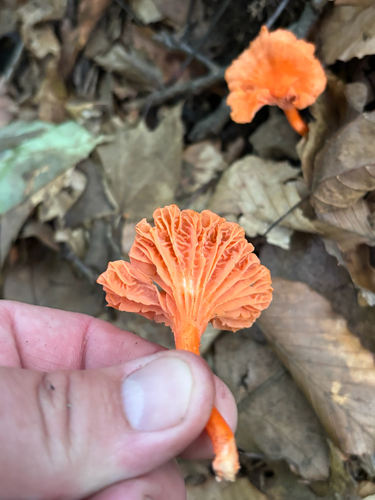 iNaturalist observation photo of chanterelles