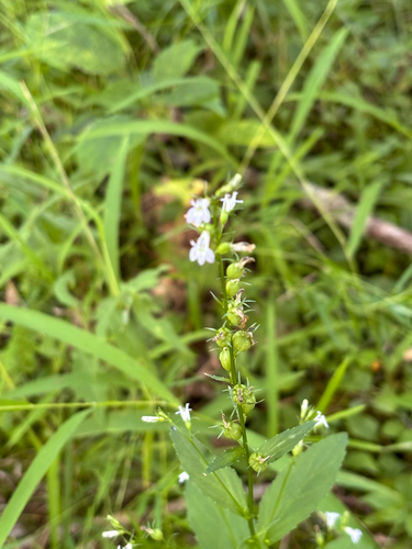 iNaturalist observation photo of Indian tobacco