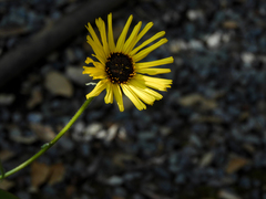 Helianthus californicus