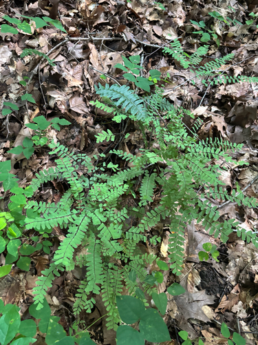 iNaturalist observation photo of northern maidenhair fern