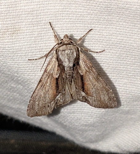 Summer Hyppa Moth photo 3