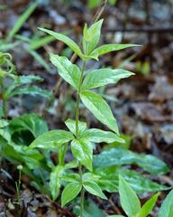 Lysimachia quadrifolia