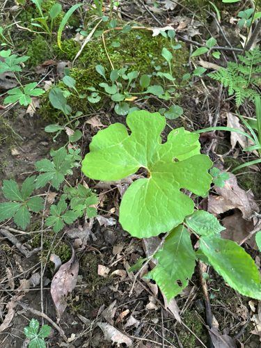 iNaturalist observation photo of bloodroot