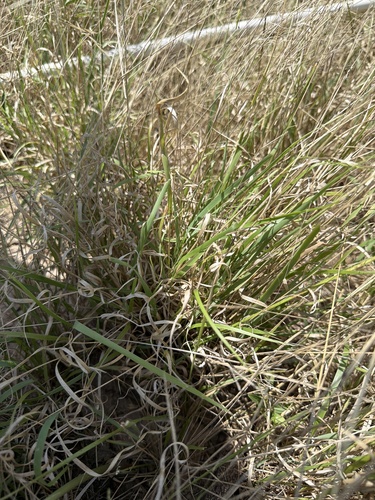 hall panicum