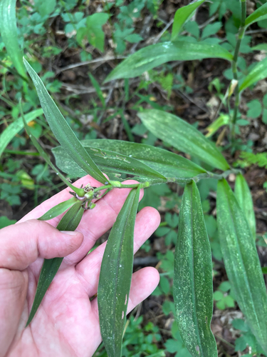 iNaturalist observation photo of Zigzag Spiderwort