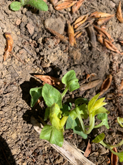 Convolvulus arvensis