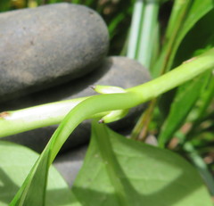 Coprosma macrocarpa minor