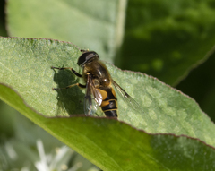 Eristalis horticola