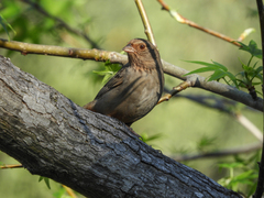 Melozone crissalis