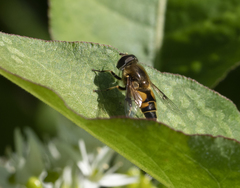 Eristalis horticola
