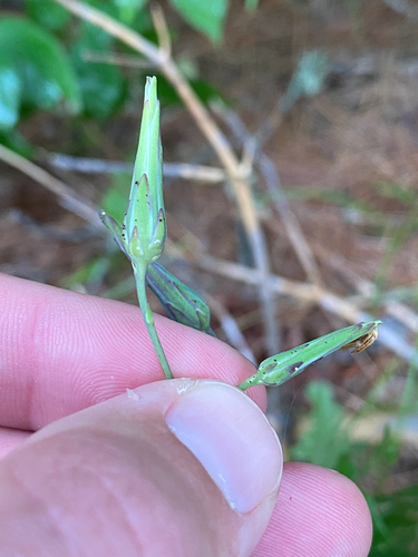Lactuca hirsuta, photograph 6