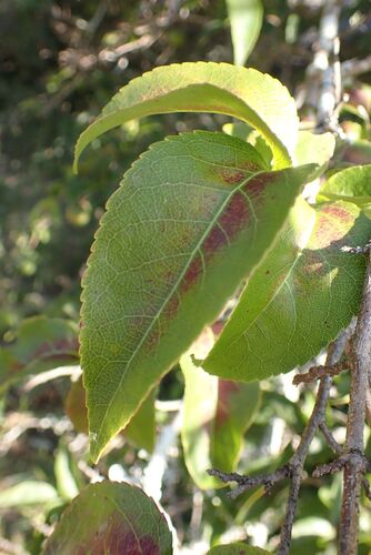 Oncoba spinosa, photograph 2