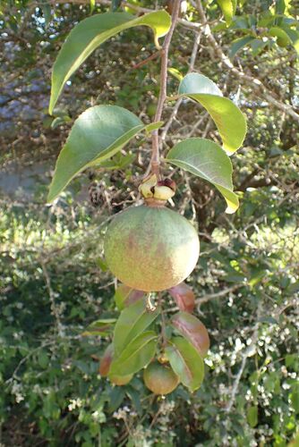 Oncoba spinosa