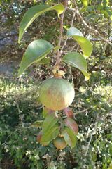 Oncoba spinosa