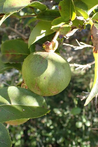 Oncoba spinosa, photograph 3