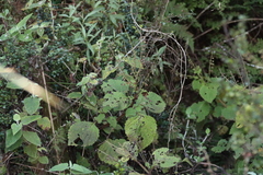 (c) Tony Rebelo, some rights reserved (CC BY-SA) Plectranthus grallatus, photograph (c) Tony Rebelo, some rights reserved (CC BY-SA)