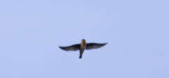 Petrochelidon fulva