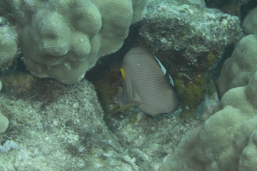 Goldring Surgeonfish