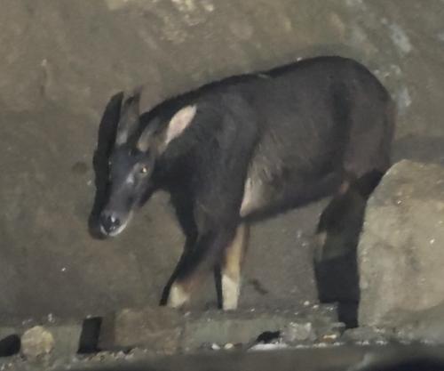 Mainland Serow