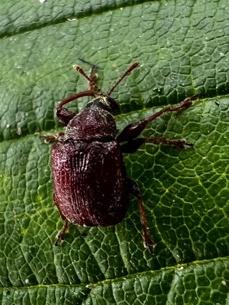 Pubescent Leaf-rolling Weevil